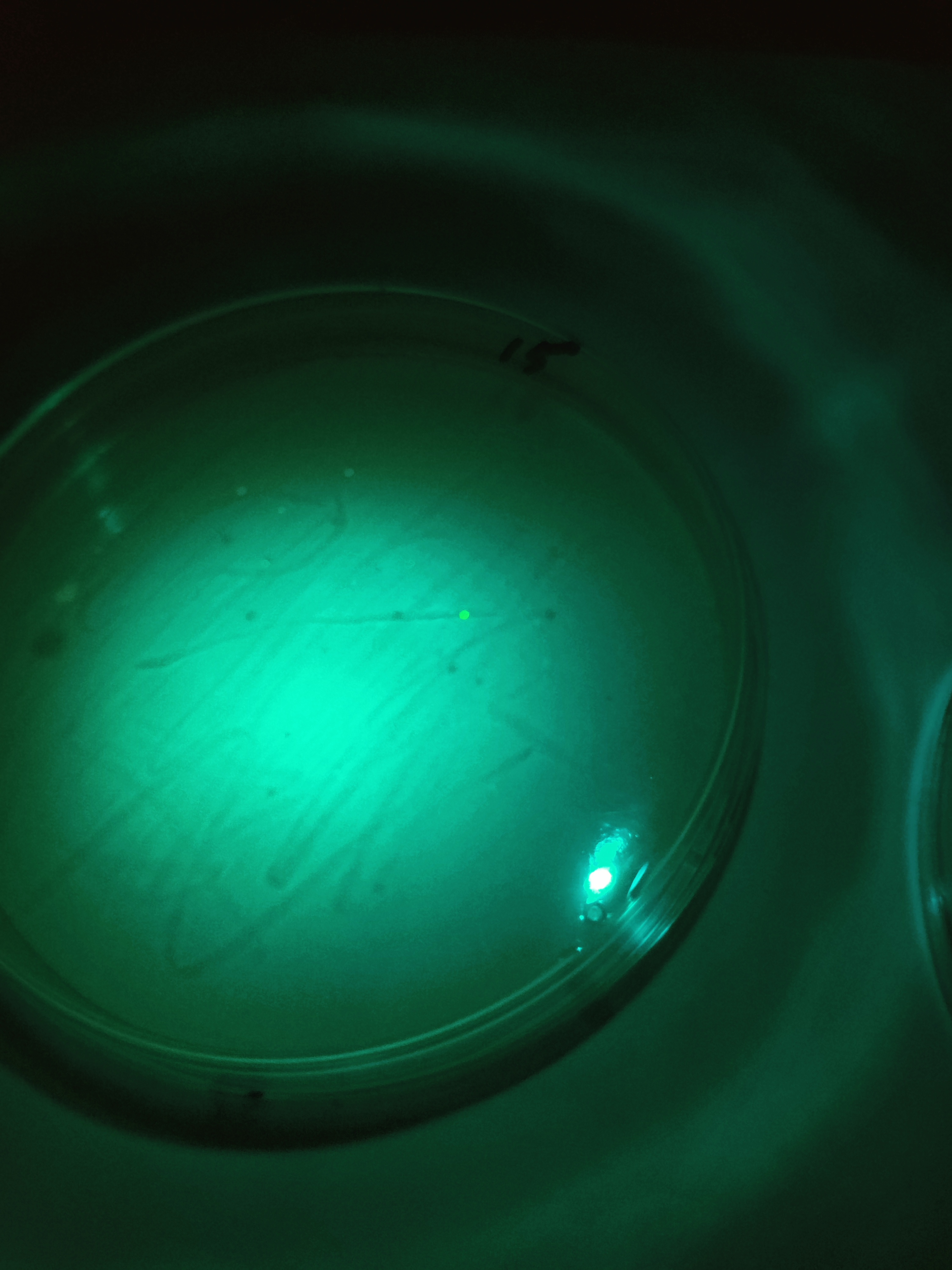 15 seconds exposure - Dish 1