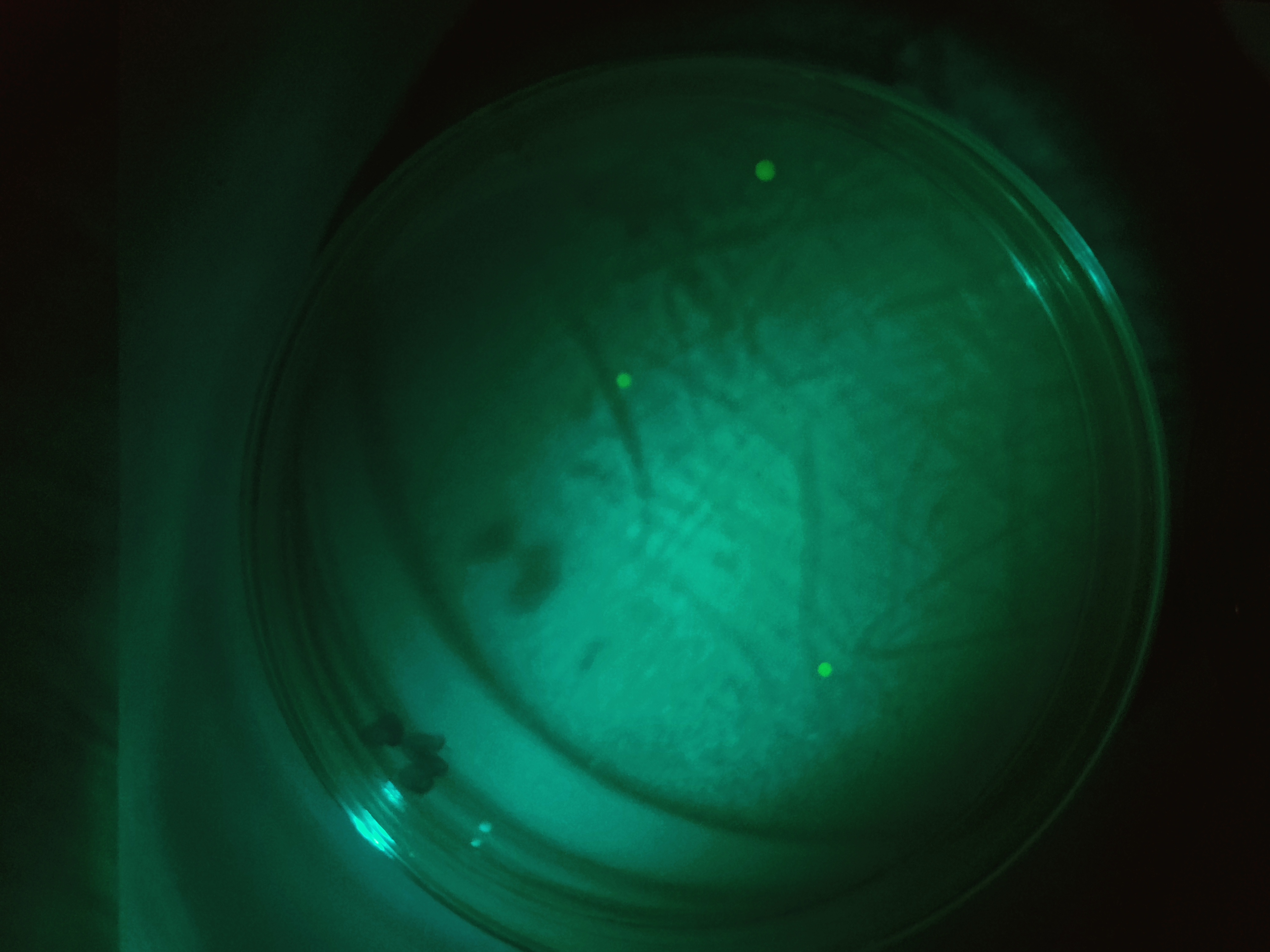 15 seconds exposure - Dish 2