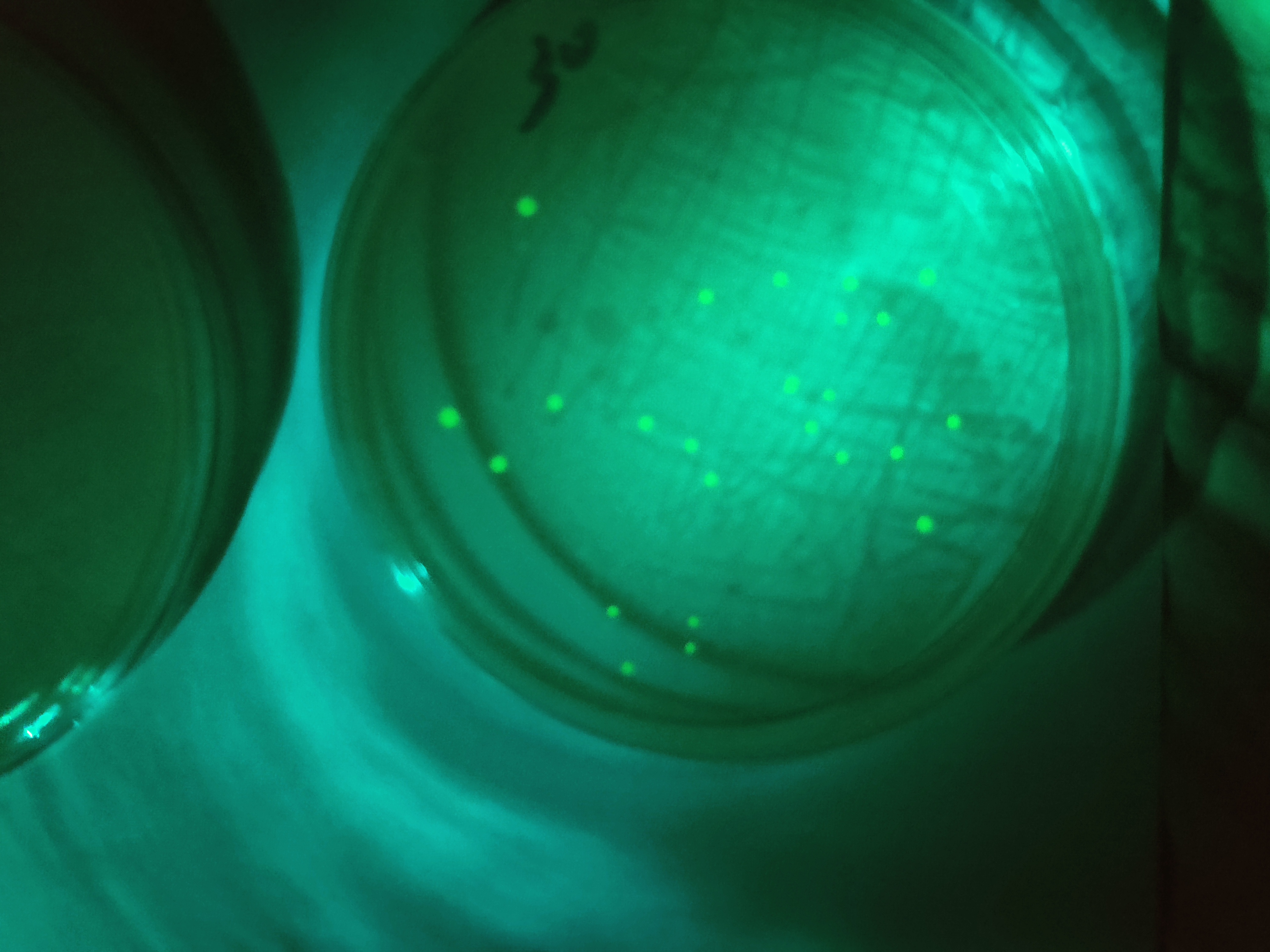 30 seconds exposure - Dish 2