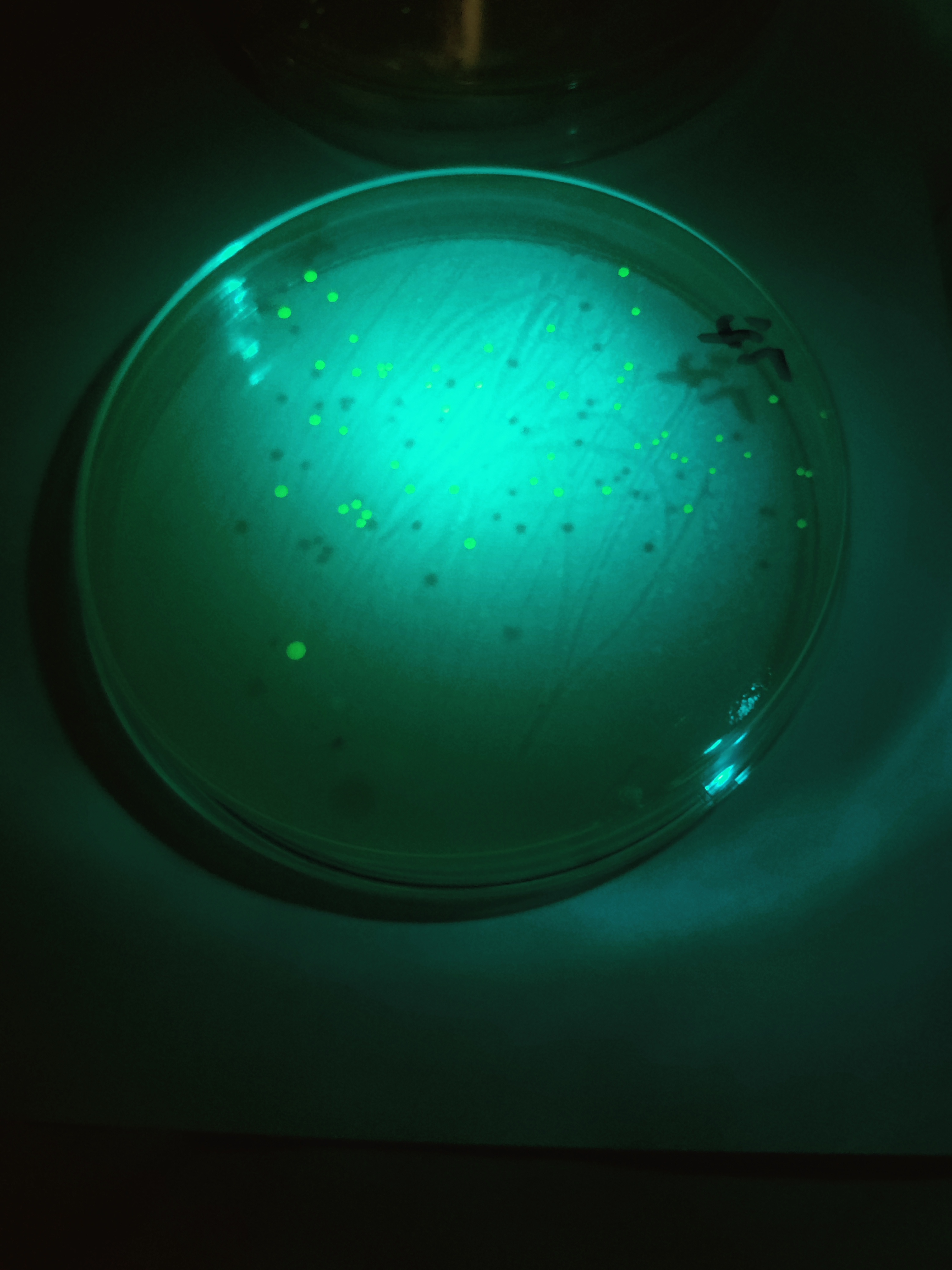 45 seconds exposure - Dish 2